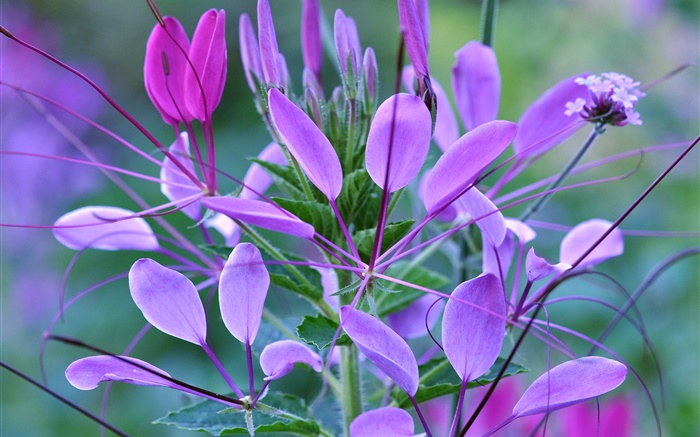 植物微距，叶，紫红色的花 壁纸 图片