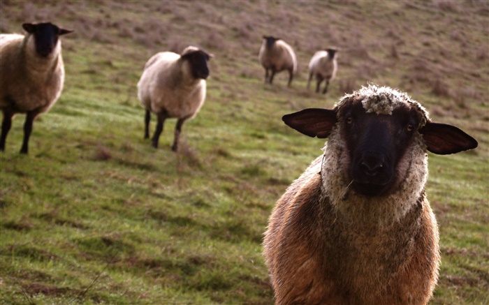 羊，草地，动物特写 壁纸 图片