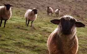 羊，草地，动物特写 高清壁纸