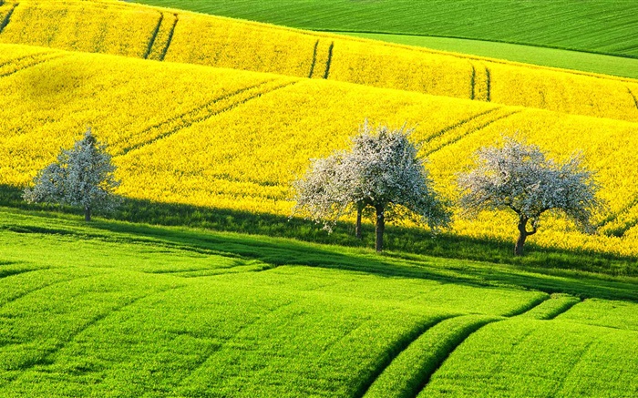 春天美丽的油菜田，黄，绿，树木，德国 壁纸 图片