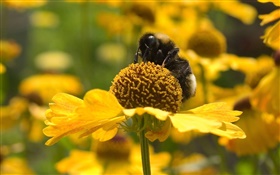春天，黄色的花朵，蜜蜂，昆虫