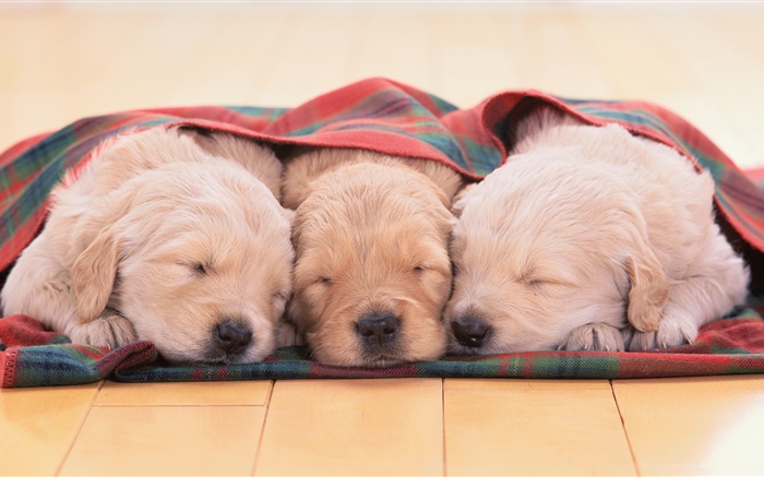三只小狗睡觉 壁纸 图片