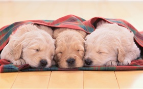 三只小狗睡觉