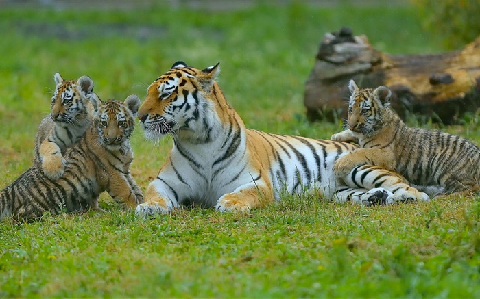 老虎家庭，草，大猫 壁纸 图片