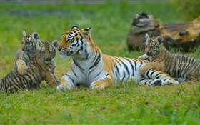 老虎家庭，草，大猫