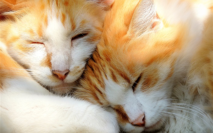 两只小猫睡觉 壁纸 图片