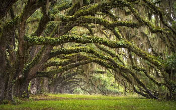 美国南卡罗来纳州查尔斯顿，栎树，胡同，苔藓 壁纸 图片