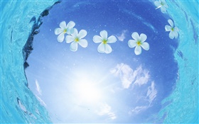 水白色的花朵，蓝天，阳光，马尔代夫