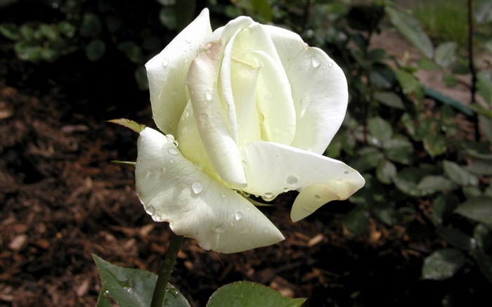 白色花瓣玫瑰，露水 壁纸 图片