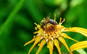 黄色的花瓣，雌蕊，昆虫蜜蜂