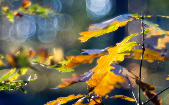 黄叶，秋，背景虚化 壁纸 图片
