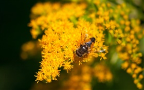 黄色的小花朵，蜜蜂，背景虚化