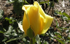 黄蔷薇花蕾