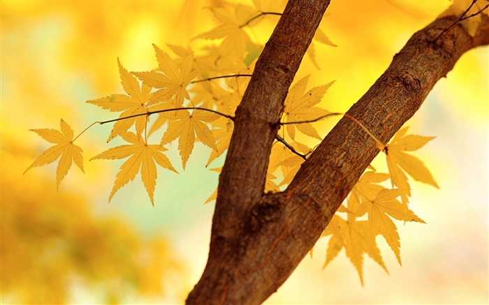 秋天，黄叶，树枝 壁纸 图片