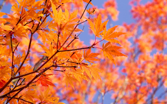 树枝，红色的枫叶，秋天 壁纸 图片