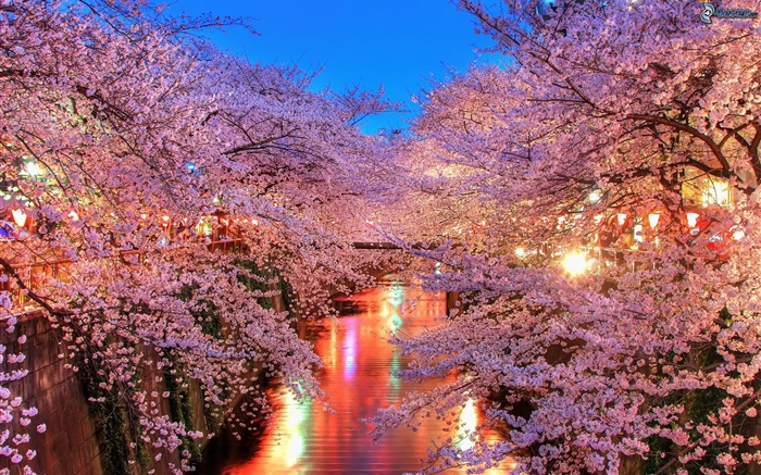 樱花晚上，河，灯 壁纸 图片