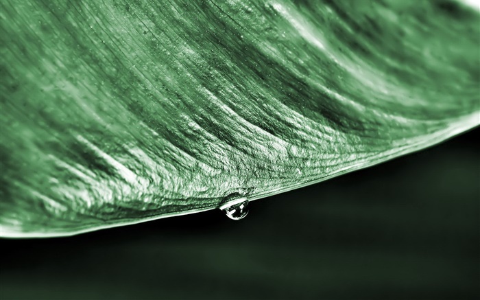 绿叶微距，一滴水，黑色的背景 壁纸 图片
