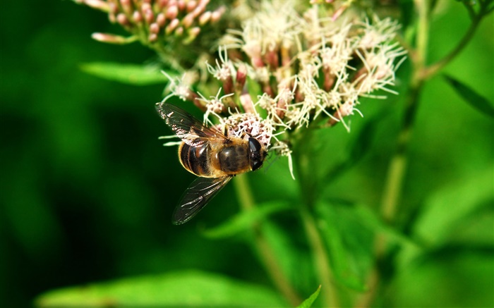 昆虫蜜蜂，绿叶 壁纸 图片