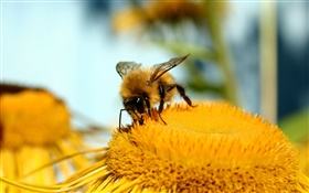 雌蕊，花，黄色，蜜蜂，微距摄影 高清壁纸