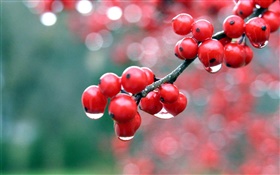 红色浆果，树枝，露水 高清壁纸