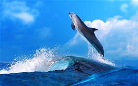 海洋动物，海豚，跳跃，海洋 高清壁纸