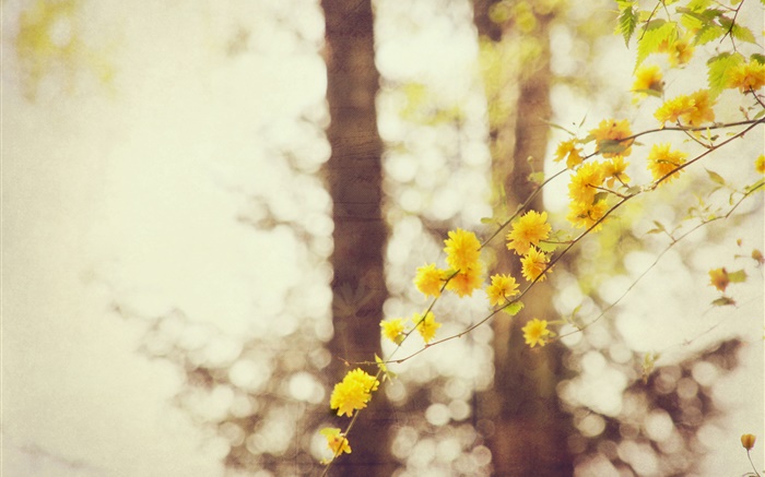 黄色的花，树枝，树，背景虚化 壁纸 图片