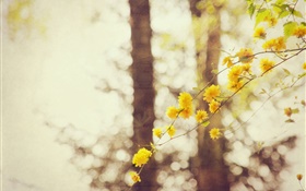 黄色的花，树枝，树，背景虚化