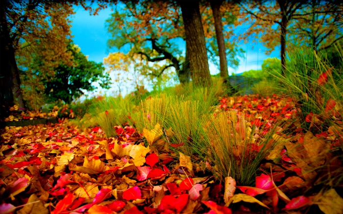 秋天，红黄叶地面 壁纸 图片