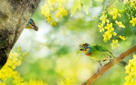 鸟抓昆虫，花，树