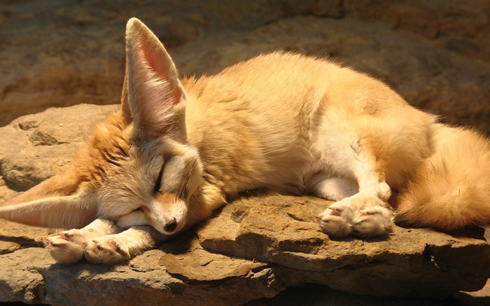 可爱的狐狸睡眠，岩石 壁纸 图片
