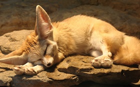 可爱的狐狸睡眠，岩石