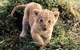 在草丛中可爱的小狮子 高清壁纸