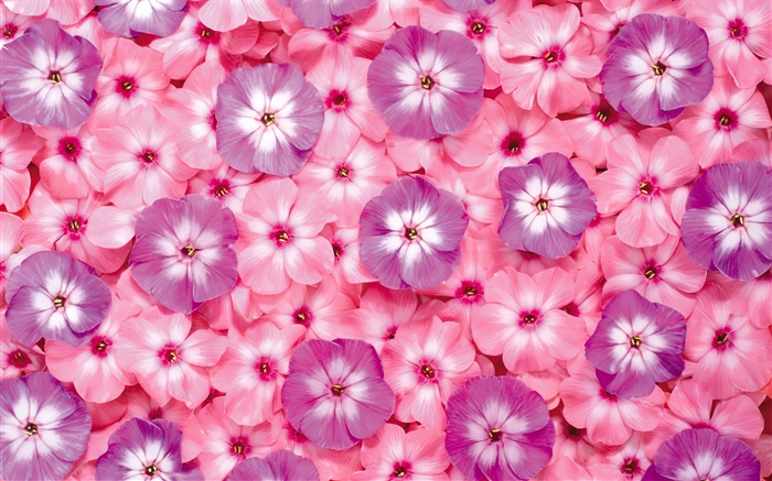 许多粉红色的花朵，花瓣 壁纸 图片