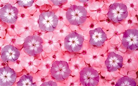 许多粉红色的花朵，花瓣