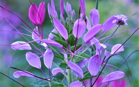 紫色花，花瓣，叶子，植物 高清壁纸
