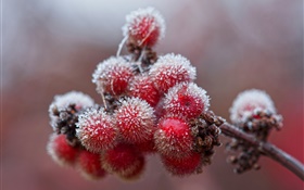 红色浆果，水晶，冰，霜