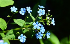 小蓝花，黑色背景 高清壁纸