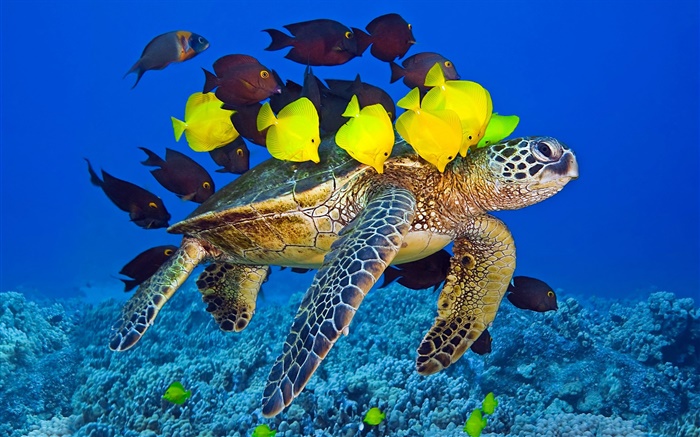 乌龟水下，海，热带鱼 壁纸 图片
