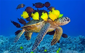 乌龟水下，海，热带鱼 高清壁纸
