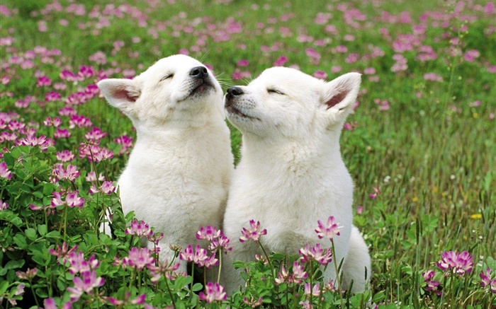 两只白色小狗，花，草 壁纸 图片