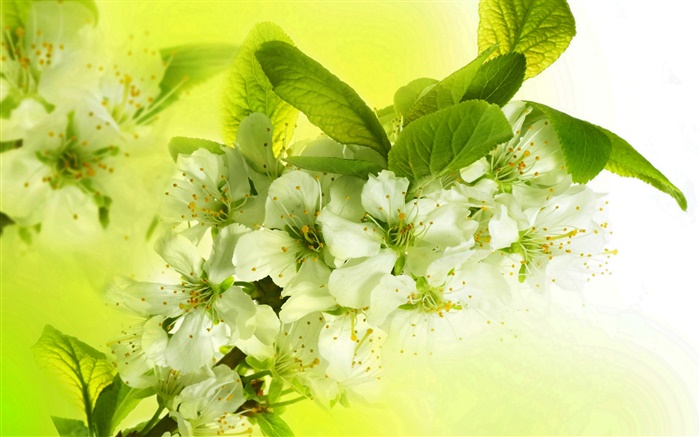 白色苹果花，开花，枝杈，春天 壁纸 图片
