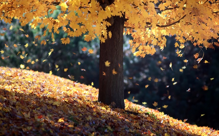 秋天，单树，黄色叶子 壁纸 图片