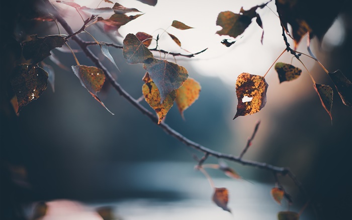 秋天，枝杈，黄色叶子，模糊的背景 壁纸 图片