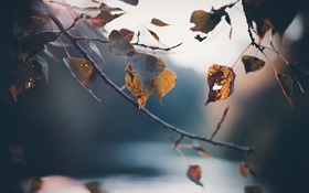 秋天，枝杈，黄色叶子，模糊的背景