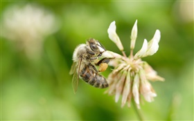 蜜蜂，花，背景虚化