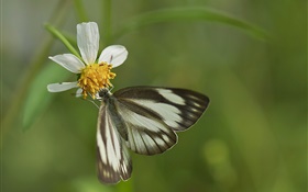 黑蝴蝶和白花 高清壁纸