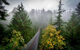 森林早晨，树，雾，吊桥 高清壁纸