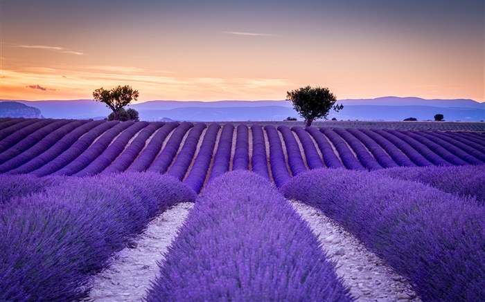 法国，普罗旺斯，薰衣草田，树木，紫色的风格 壁纸 图片
