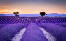 法国，普罗旺斯，薰衣草田，树木，紫色的风格