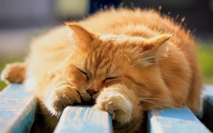 在睡觉的毛茸的猫 壁纸 图片